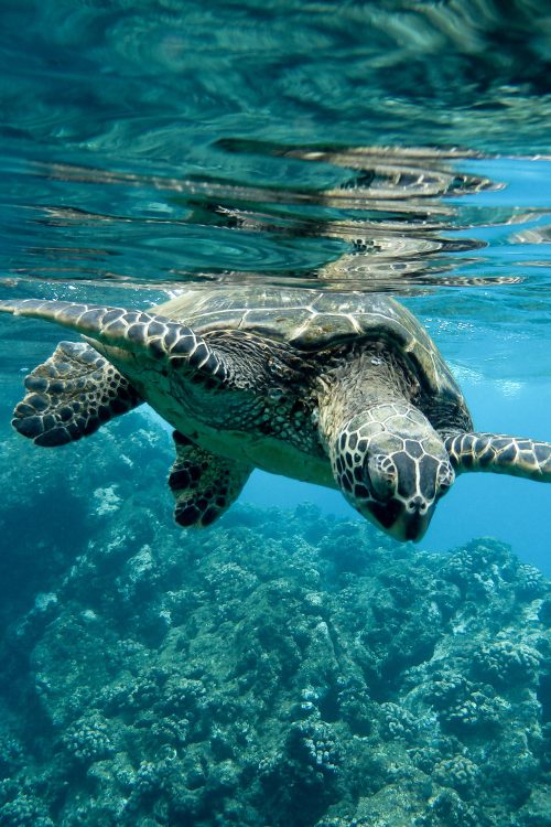 closeup-green-sea-turtle-swimming-underwater-lights (2)